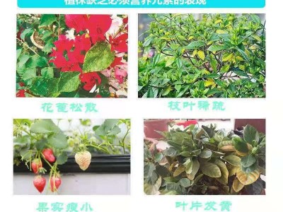 黄叶一喷绿 蔬菜瓜果药材叶面肥农夫生物厂家供应批发 腐植酸图2