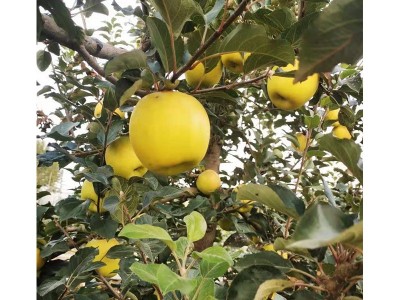 苹果苗 基地种植红将军红富士多个品种苹果树苗现挖现卖 易管理图5