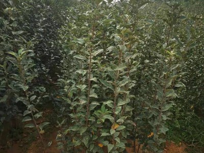 苹果苗 基地种植红将军红富士多个品种苹果树苗现挖现卖 易管理图4