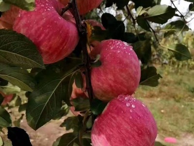 苹果苗 基地种植红将军红富士多个品种苹果树苗现挖现卖 易管理图2