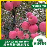 苹果苗 基地种植红将军红富士多个品种苹果树苗现挖现卖 易管理
