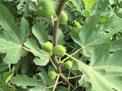 金傲芬无花果苗批发 金奥芬无花果苗价格 黄色果实无花果苗图4