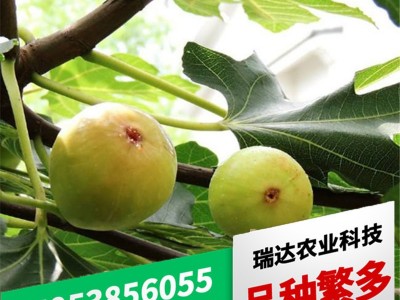 金傲芬无花果苗批发 金奥芬无花果苗价格 黄色果实无花果苗图2
