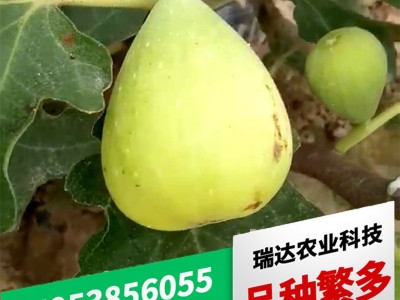 金傲芬无花果苗批发 金奥芬无花果苗价格 黄色果实无花果苗图3