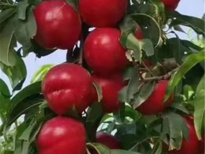 基地销售罐头厂用桃树苗黄桃白桃树苗 规格全桃树苗批发图2