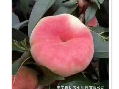 基地销售罐头厂用桃树苗黄桃白桃树苗 规格全桃树苗批发图5