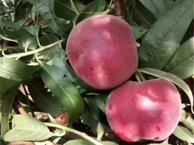 基地销售罐头厂用桃树苗黄桃白桃树苗 规格全桃树苗批发图4