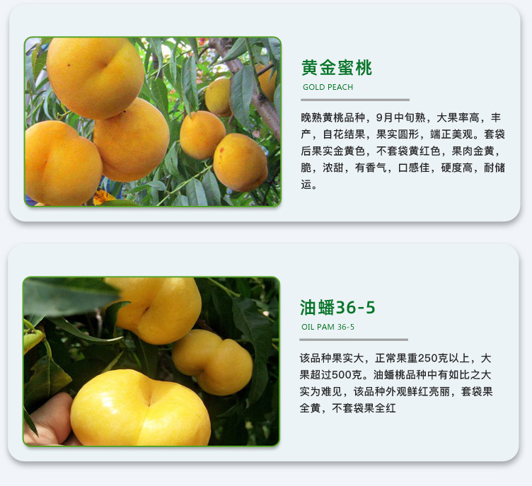 桃-详情页_06.jpg