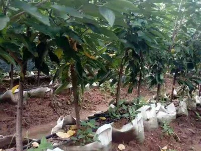苗圃批发布鲁克斯樱桃苗 品种多样吉塞拉矮化大樱桃树 樱桃苗价格图4