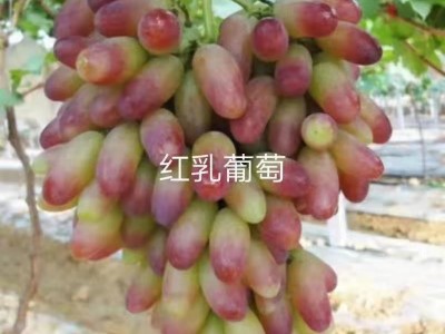 山东葡萄树苗基地销售品种葡萄苗 阳光玫瑰葡萄苗种植时间图2
