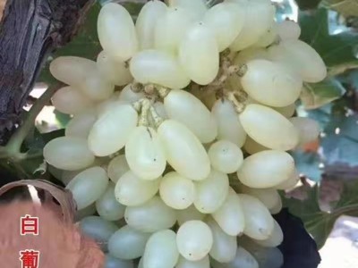 山东葡萄树苗基地销售品种葡萄苗 阳光玫瑰葡萄苗种植时间图4