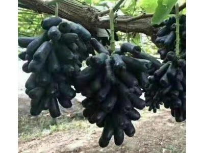 山东葡萄树苗基地销售品种葡萄苗 阳光玫瑰葡萄苗种植时间图5