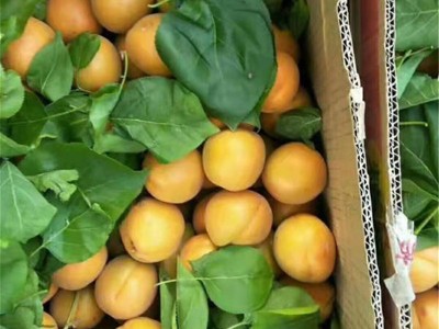 3公分杏树苗批发 荷兰香蜜杏 凯特杏树苗 金太阳珍珠油杏树苗批发图4