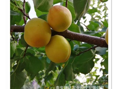 3公分杏树苗批发 荷兰香蜜杏 凯特杏树苗 金太阳珍珠油杏树苗批发图5
