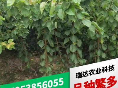 3公分杏树苗批发 荷兰香蜜杏 凯特杏树苗 金太阳珍珠油杏树苗批发图2