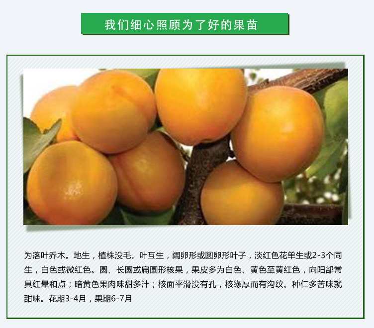 杏树苗_02.jpg