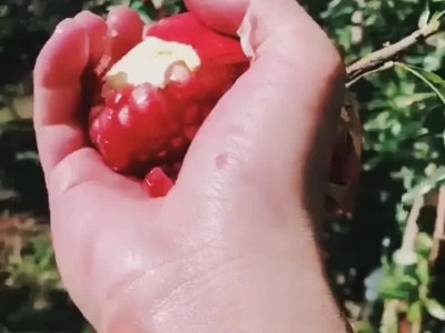 嫁接突尼斯软籽石榴树苗 特大甜石榴苗 当年结果南北方果园种植图5