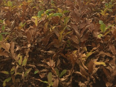 嫁接板栗苗板栗树基地直销果树苗大红袍板栗苗 红光板栗苗 新品种图4