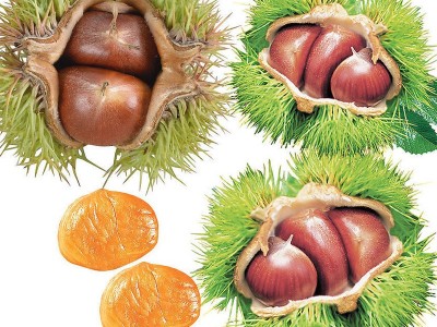 嫁接板栗苗板栗树基地直销果树苗大红袍板栗苗 红光板栗苗 新品种图5