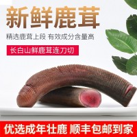 新鲜鹿茸 正宗东北血茸整支连刀切鹿茸片 现货包邮发顺丰