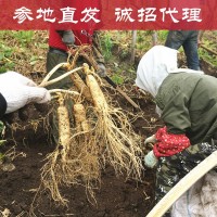 长白山新鲜人参现挖鲜参吉林带土鲜人参农户种植东北特产一件代发