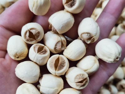 新货莲子干货 广昌白莲子 500g通芯白莲图2