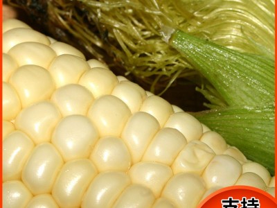 新鲜甜糯白玉米10根/件真空装白玉米棒东北香甜糯玉米真空黏玉米图2