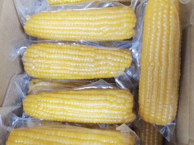包邮东北9根黄玉米280g/根 新鲜香糯熟玉米塑封真空包装甜糯玉米图3