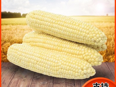包邮东北9根黄玉米280g/根 新鲜香糯熟玉米塑封真空包装甜糯玉米图5