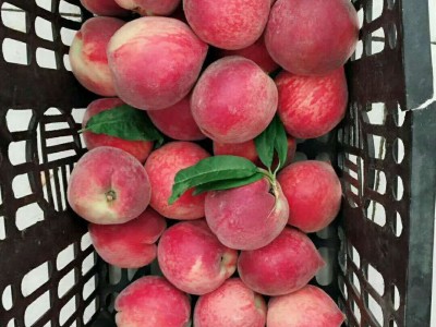 (预售)随县水蜜桃整箱5斤包 邮新鲜桃子当季毛桃水果大甜水多图3