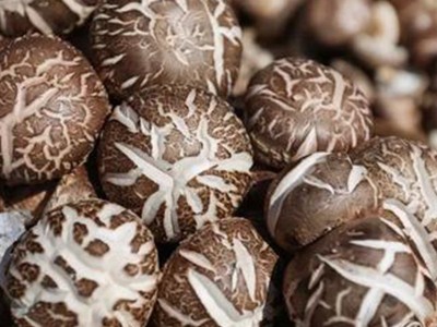 厂家批发产地直供凌源香菇1.5kg箱装 肉厚爽滑无根香菇菜肴辅配料图1