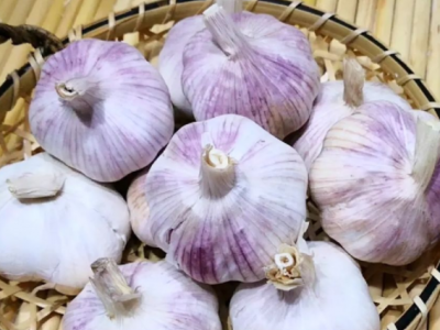 金乡大蒜批发原产地紫皮大蒜头单盒500g蔬菜农产品四盒送手提袋图3
