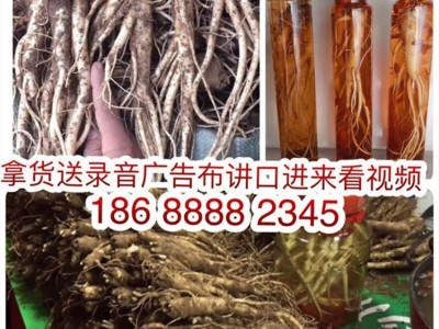 东北鲜人参 沙参 跑江湖展会地摊东北鲜人参地摊参萝卜参沙参图2
