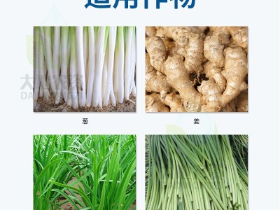 葱姜韭蒜黄叶干尖灵氨基酸叶面肥防黄叶折倒叶斑促生长抗逆增产图3
