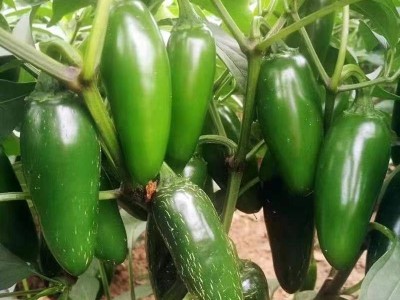 洪武山腌制港椒 咸菜下饭菜 泡椒开味菜腌制 尖辣椒腌制泡菜酱菜图4