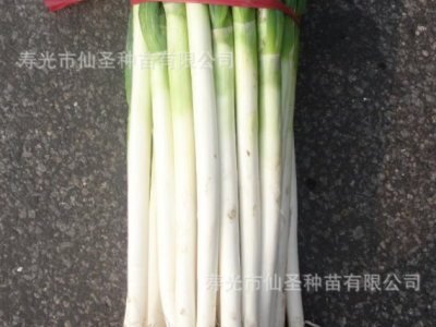 批发铁杆大葱种子 钢葱 天腾一本葱种子 50g装图3