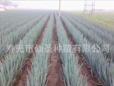 批发铁杆大葱种子 钢葱 天腾一本葱种子 50g装图4