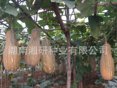 湘研早中熟耐储运大果型蜜本南瓜种子老南瓜-大蜜图2