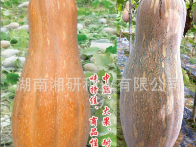 湘研早中熟耐储运大果型蜜本南瓜种子老南瓜-大蜜图3