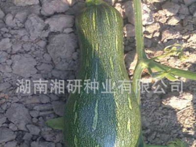 湘研早中熟耐储运大果型蜜本南瓜种子老南瓜-大蜜图5