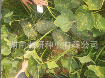 湘研早中熟耐储运大果型蜜本南瓜种子老南瓜-大蜜图4