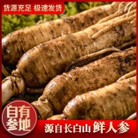 [包邮]长白山新鲜人参散装现挖带土圆参泡酒煲汤东北特产鲜参批发