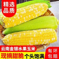 云南特产新鲜水果玉米现摘甜玉米即食生吃玉米棒甜脆玉米9斤装