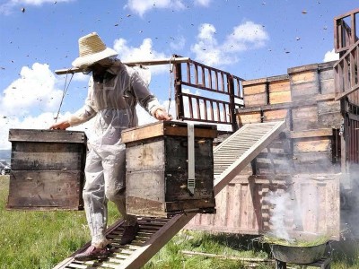 500克高原野花蜂蜜青海土特产百花土蜂蜜跑江湖地摊货源工厂批发图2