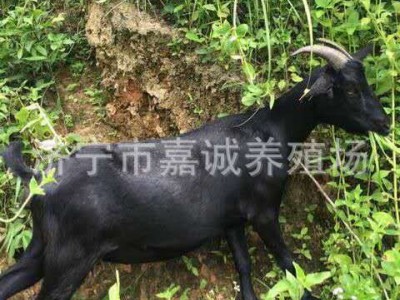 济宁出售 黑山羊 哪个品种的羊出仔率高 种黑山羊价格图3