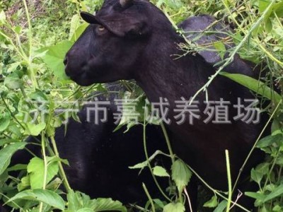 济宁出售 黑山羊 哪个品种的羊出仔率高 种黑山羊价格图2