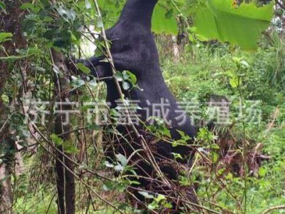 济宁出售 黑山羊 哪个品种的羊出仔率高 种黑山羊价格图4