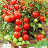 厂家批发矮生红番茄种子室内阳台圣女果种籽四季盆栽小西红柿种孑