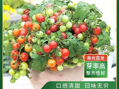 厂家批发矮生红番茄种子室内阳台圣女果种籽四季盆栽小西红柿种孑图2