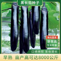 东方紫剑茄子种子长茄紫茄四季黑美人茄种籽阳台盆栽菜园基地种植
